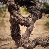 Chamonix Greywacke Pinotage - Latitude Wine & Liquor Merchant