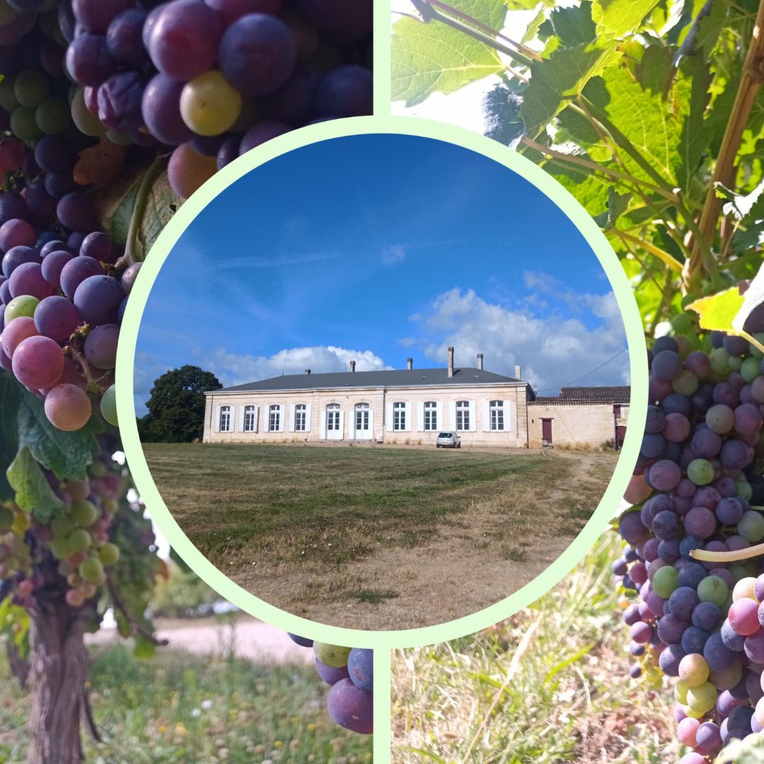 Chateau Buisson-Redon Bordeaux - Latitude Wine & Liquor Merchant