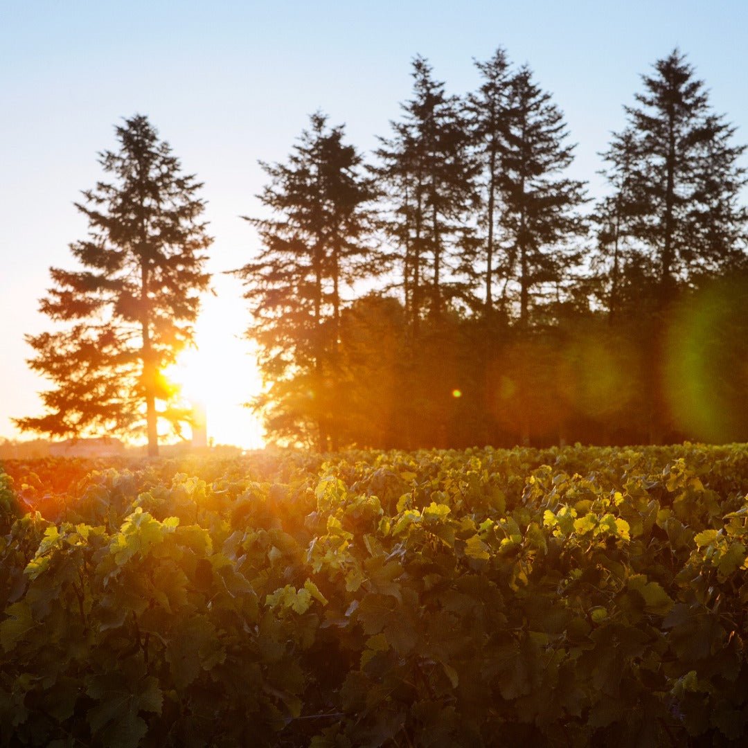 Chateau Cantemerle Haut - Medoc - Latitude Wine & Liquor Merchant