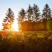 Chateau Cantemerle Haut - Medoc - Latitude Wine & Liquor Merchant