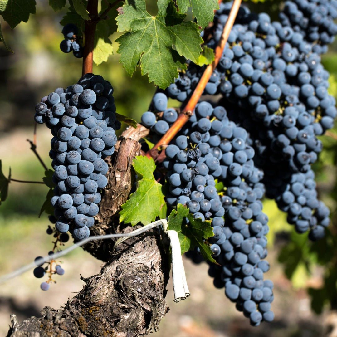 Chateau Cantemerle Haut - Medoc - Latitude Wine & Liquor Merchant