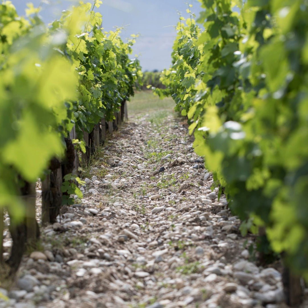 Chateau Cantemerle Haut - Medoc - Latitude Wine & Liquor Merchant