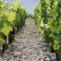 Chateau Cantemerle Haut - Medoc - Latitude Wine & Liquor Merchant