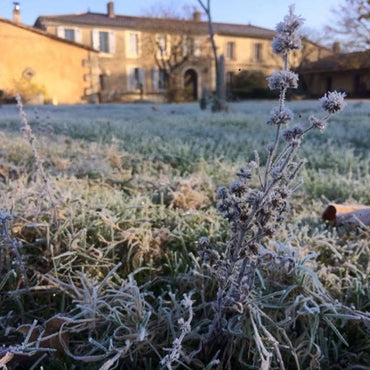 Chateau de Piote Vin des Potes Clair - Latitude Wine & Liquor Merchant