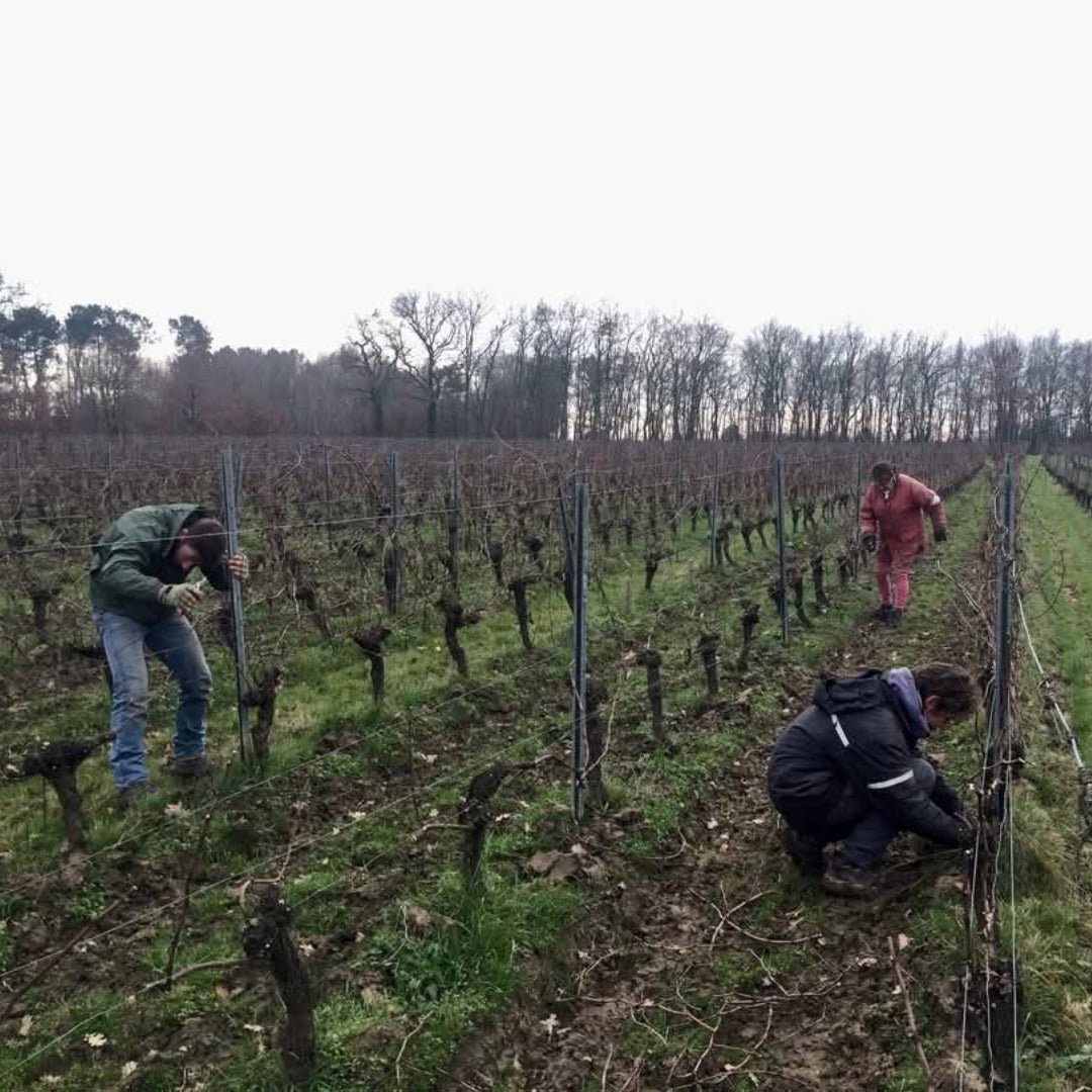 Chateau de Piote Vin des Potes Clair - Latitude Wine & Liquor Merchant