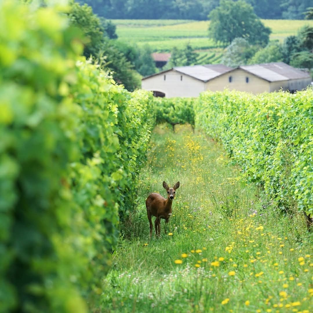 Chateau Des Demoiselles Castillon Cotes De Bordeaux - Latitude Wine & Liquor Merchant