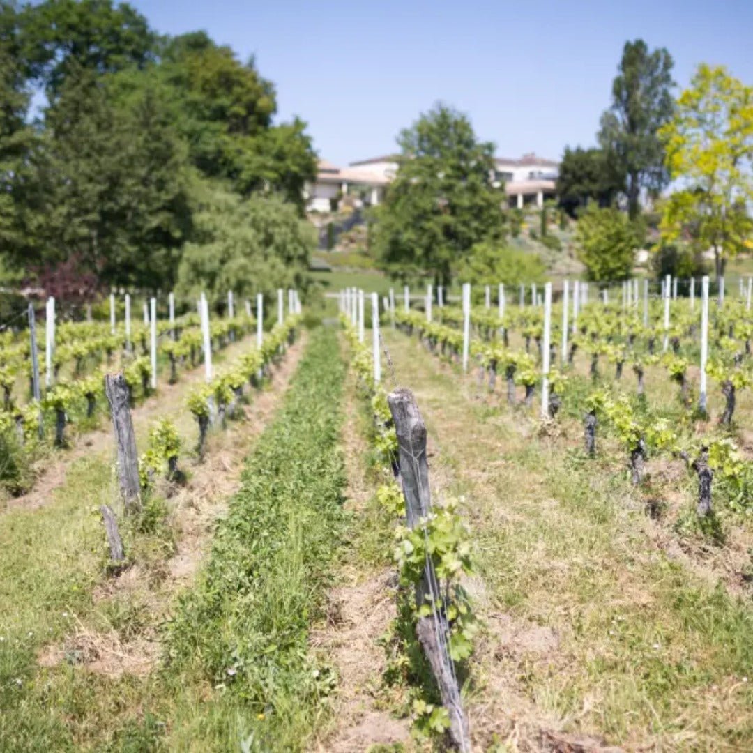 Chateau La Rose Trimoulet Saint-Emilion Grand Cru - Latitude Wine & Liquor Merchant