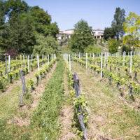 Chateau La Rose Trimoulet Saint-Emilion Grand Cru - Latitude Wine & Liquor Merchant