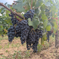 Chateau La Rose Trimoulet Saint-Emilion Grand Cru - Latitude Wine & Liquor Merchant
