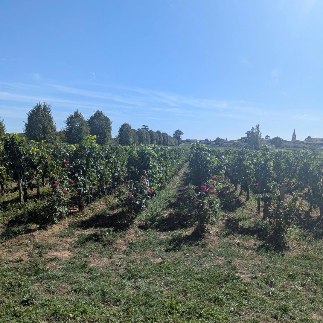 Chateau La Rose Trimoulet Saint-Emilion Grand Cru - Latitude Wine & Liquor Merchant