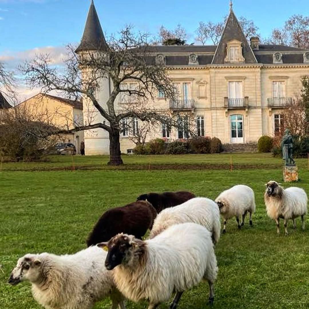 Chateau Lamothe - Cissac Haut - Medoc - Latitude Wine & Liquor Merchant