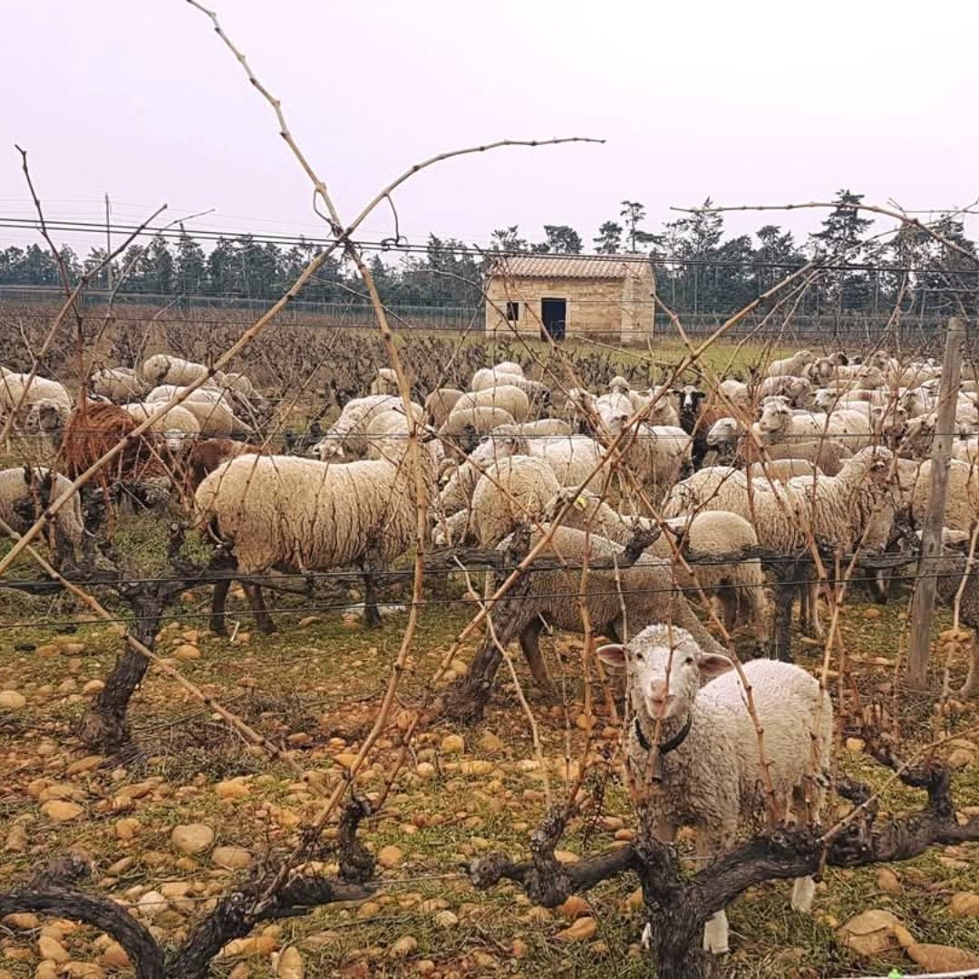 Chateau Mourgues Du Gres Galets Rouge Costieres De Nimes - Latitude Wine & Liquor Merchant