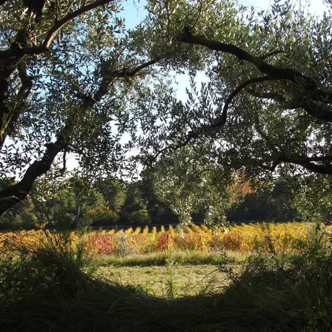 Chateau Mourgues Du Gres Galets Rouge Costieres De Nimes - Latitude Wine & Liquor Merchant