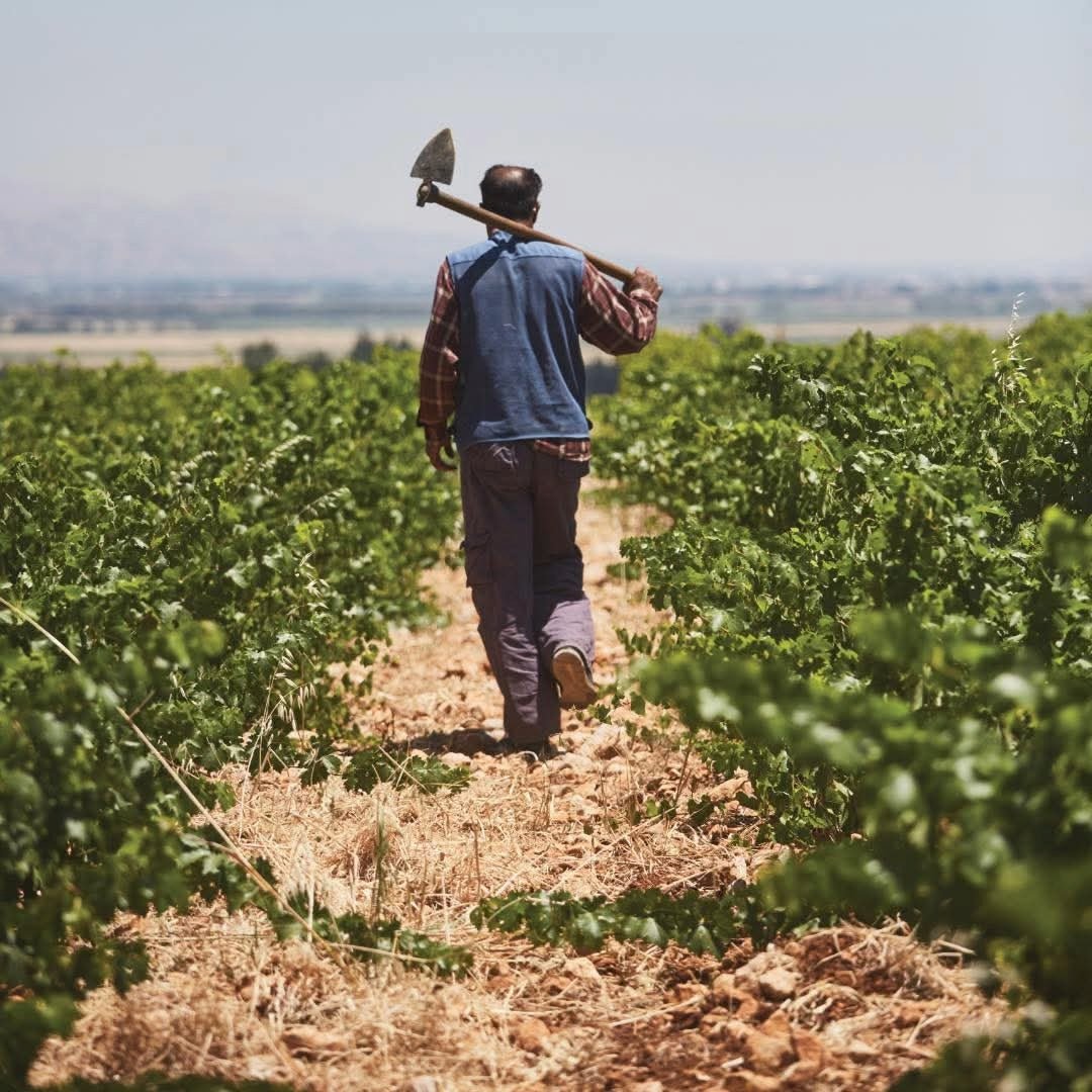 Chateau Musar Red 2019 - Latitude Wine & Liquor Merchant