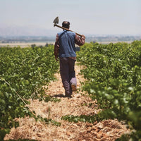 Chateau Musar Red 2019 - Latitude Wine & Liquor Merchant