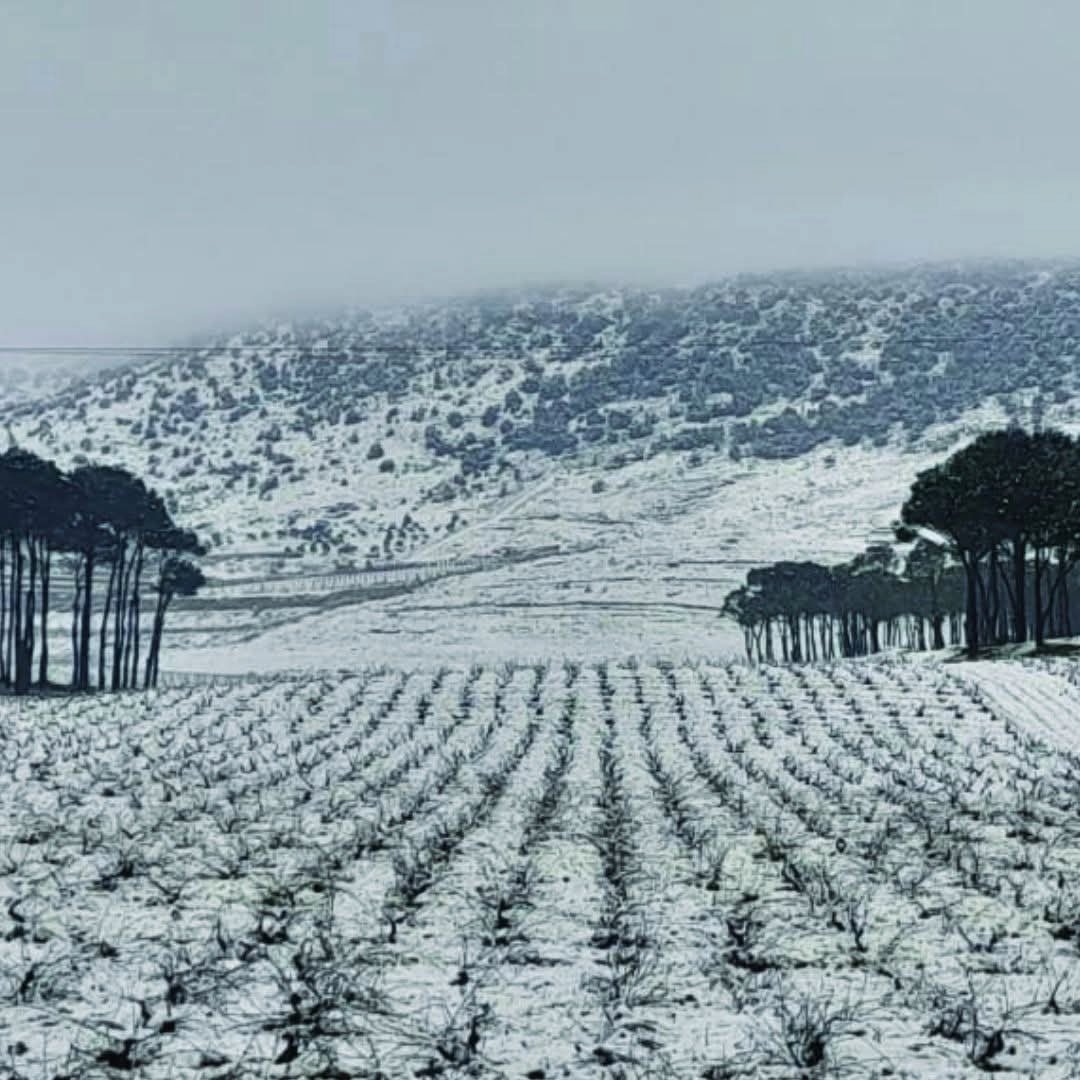 Chateau Musar Red 2019 - Latitude Wine & Liquor Merchant