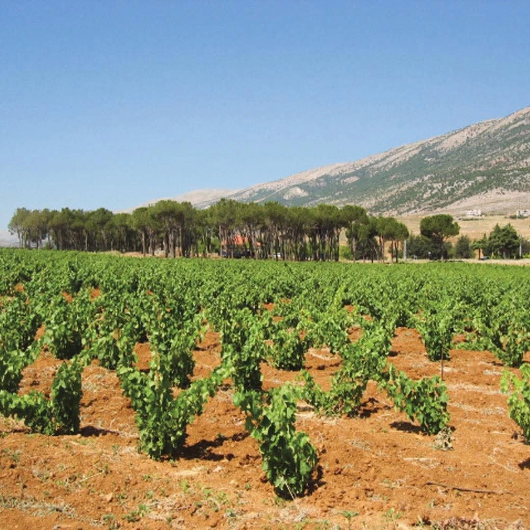 Chateau Musar Red 2019 - Latitude Wine & Liquor Merchant