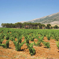Chateau Musar Red 2019 - Latitude Wine & Liquor Merchant