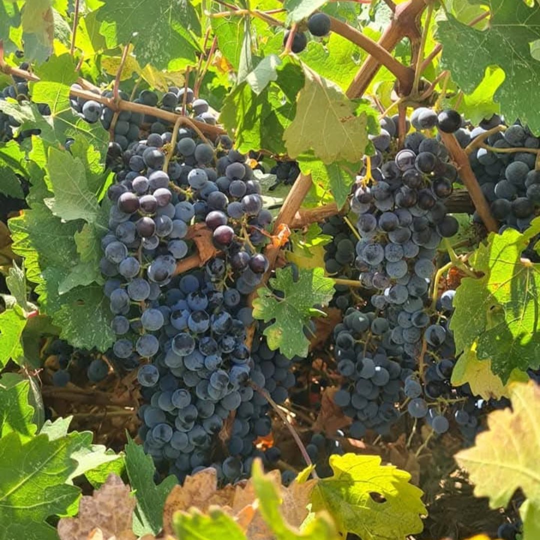 Chateau Musar Red 2019 - Latitude Wine & Liquor Merchant