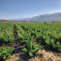 Chateau Musar Red 2019 - Latitude Wine & Liquor Merchant