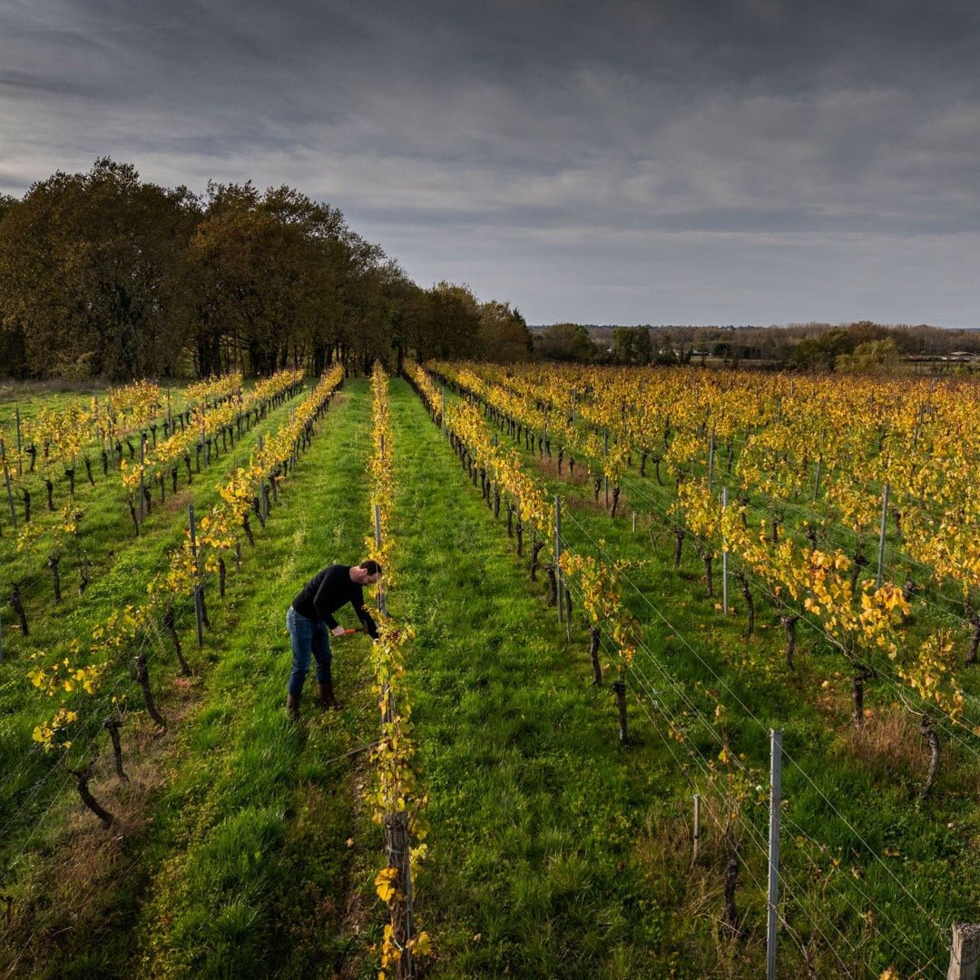 Chateau Penin Bourdeaux Superieur Tradition - Latitude Wine & Liquor Merchant