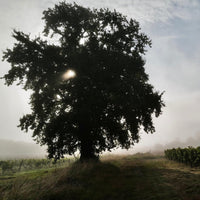Chateau Penin Bourdeaux Superieur Tradition - Latitude Wine & Liquor Merchant
