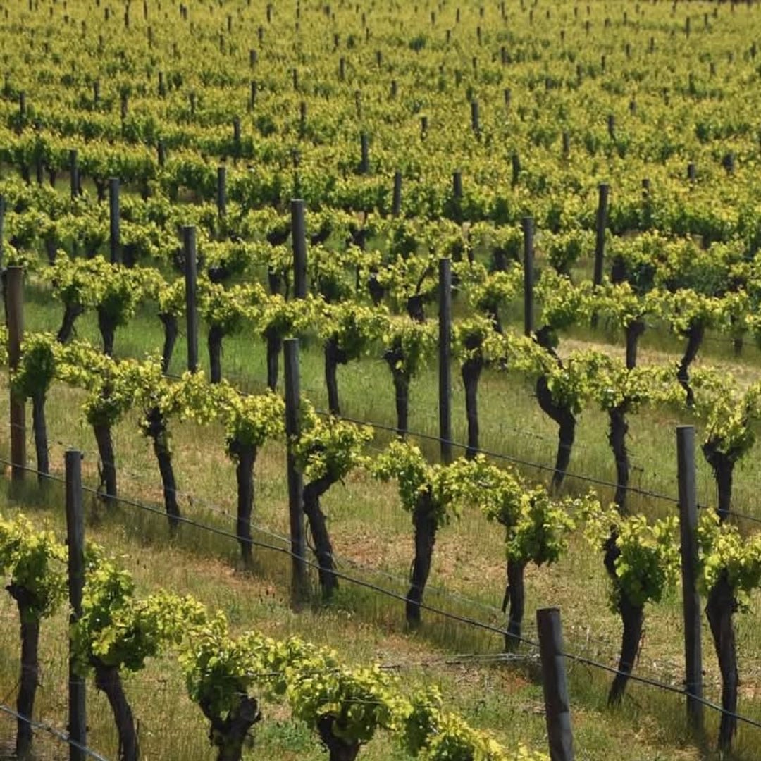 Cherubino Uovo Frankland River Riesling - Latitude Wine & Liquor Merchant