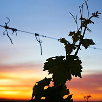 Cherubino Uovo Frankland River Riesling - Latitude Wine & Liquor Merchant