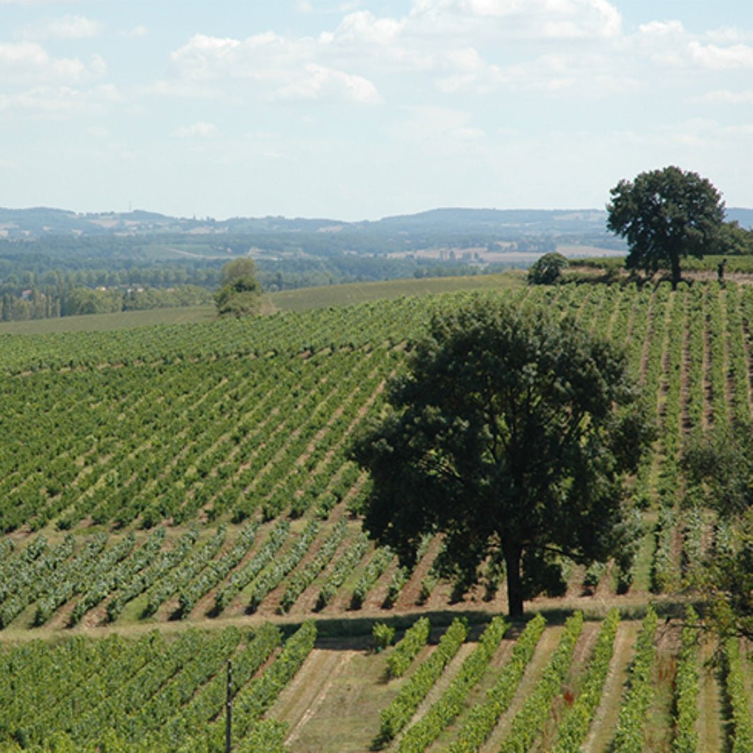 Chevalier de Rhodes Gaillac Rouge - Latitude Wine & Liquor Merchant