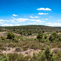Cien Y Pico En Vaso Bobal - Latitude Wine & Liquor Merchant