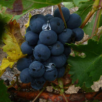 Cien Y Pico En Vaso Bobal - Latitude Wine & Liquor Merchant