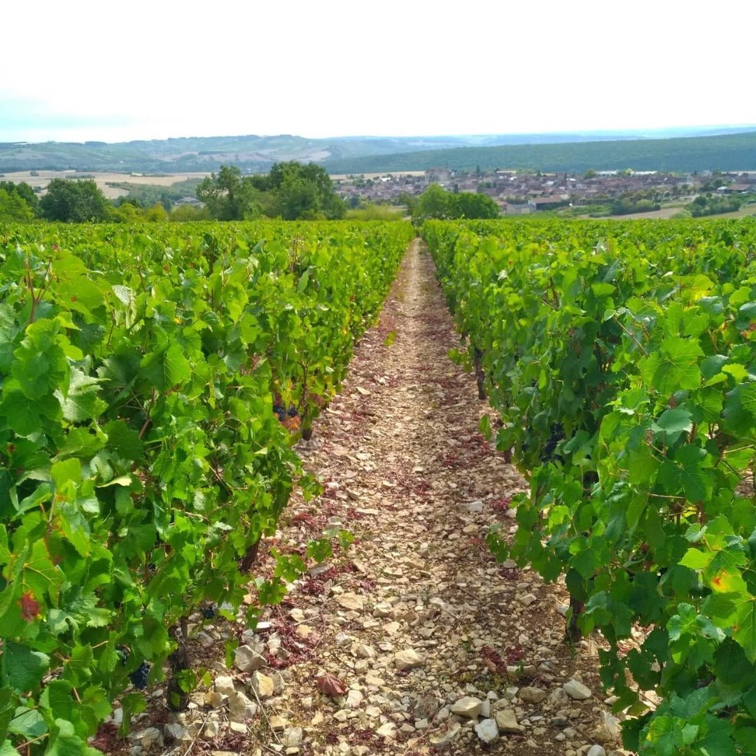 Clos du Roi Coulanges - la - Vineuse Pinot Noir 'L'imtemporelle No.7 - Latitude Wine & Liquor Merchant