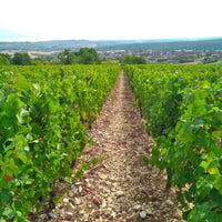 Clos du Roi Coulanges - la - Vineuse Pinot Noir 'L'imtemporelle No.7 - Latitude Wine & Liquor Merchant