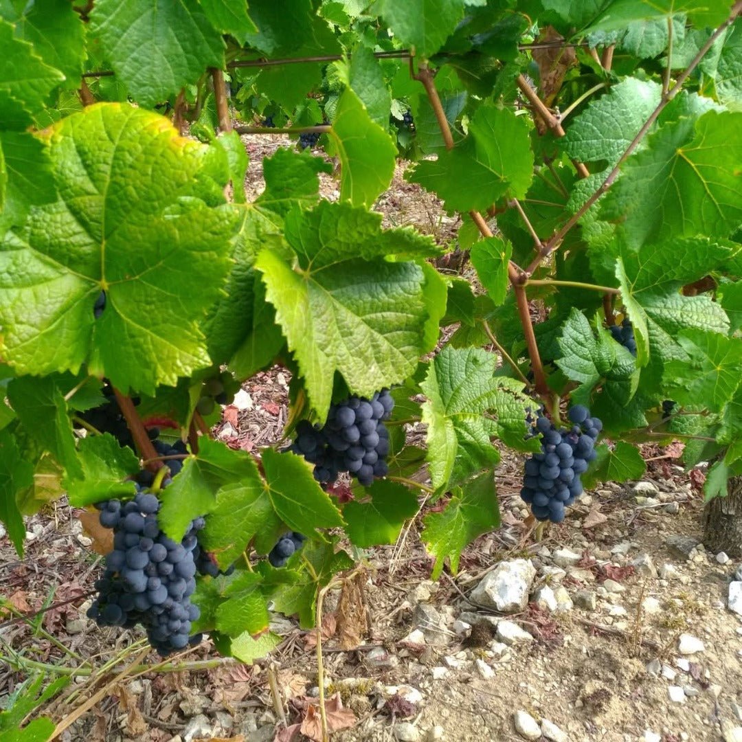 Clos du Roi Coulanges - la - Vineuse Pinot Noir 'L'imtemporelle No.7 - Latitude Wine & Liquor Merchant