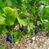 Clos du Roi Coulanges - la - Vineuse Pinot Noir 'L'imtemporelle No.7 - Latitude Wine & Liquor Merchant