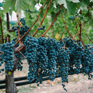 Clos du Val Chardonnay - Latitude Wine & Liquor Merchant