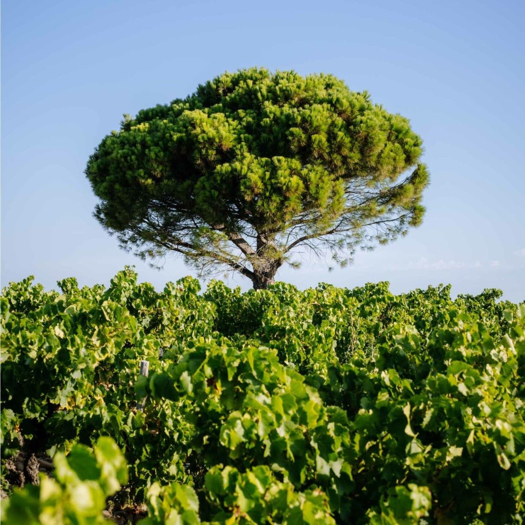 Closerie de Vaudieu Chateauneuf - de - Pape - Latitude Wine & Liquor Merchant