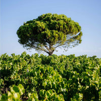 Closerie de Vaudieu Chateauneuf - de - Pape - Latitude Wine & Liquor Merchant