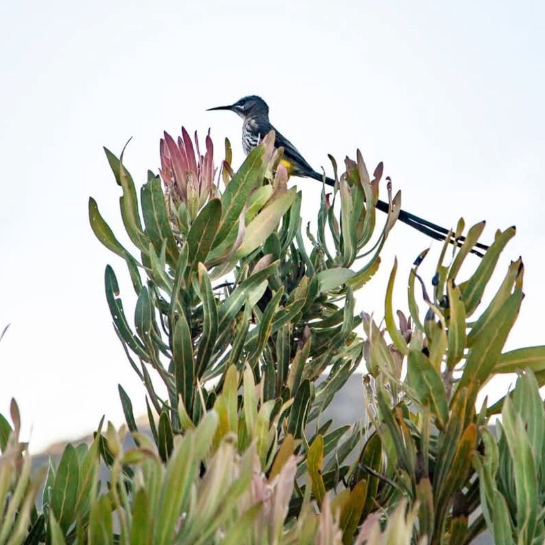 Coterie by Wildeberg Cinsault Rose - Latitude Wine & Liquor Merchant