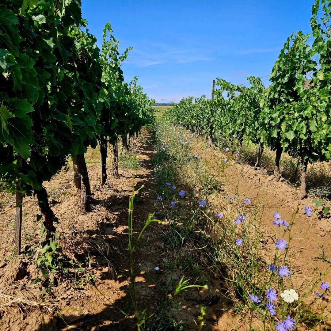 Crama Delta Dunarii La Sapata Feteasca Regala Orange - Latitude Wine & Liquor Merchant