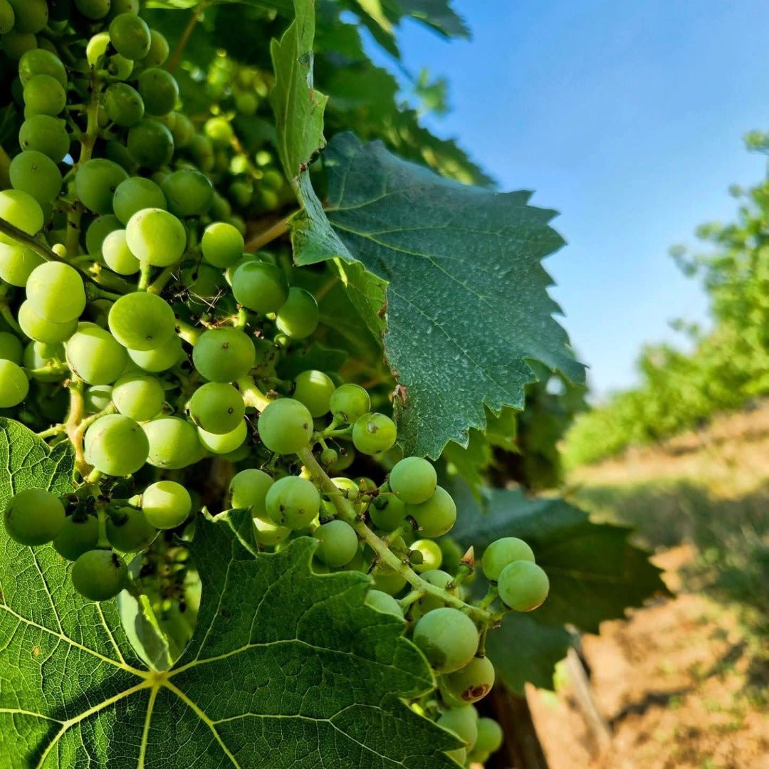 Crama Delta Dunarii La Sapata Feteasca Regala Orange - Latitude Wine & Liquor Merchant
