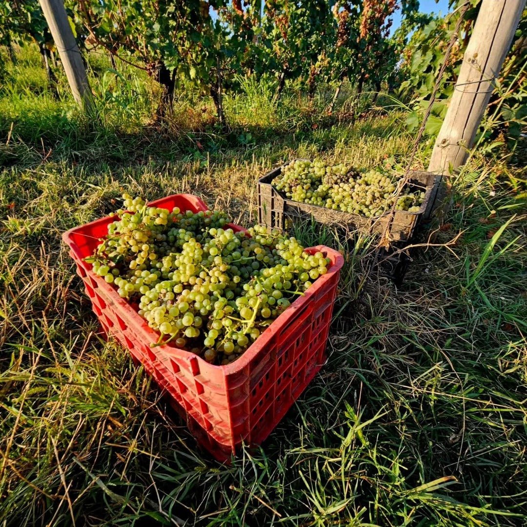 Crama Delta Dunarii La Sapata Feteasca Regala Orange - Latitude Wine & Liquor Merchant