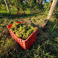 Crama Delta Dunarii La Sapata Feteasca Regala Orange - Latitude Wine & Liquor Merchant