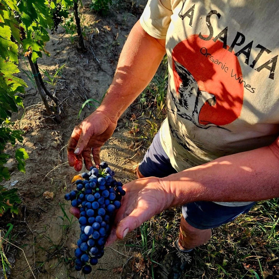 Crama Delta Dunarii La Sapata Feteasca Regala Orange - Latitude Wine & Liquor Merchant