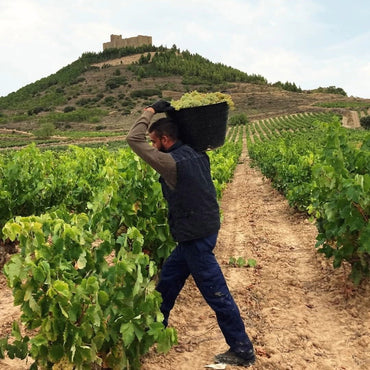 C.V.N.E Bela Roble Ribera Del Duero - Latitude Wine & Liquor Merchant