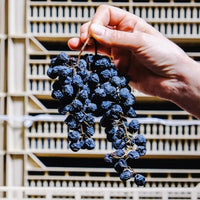 Dal Cero Amarone Della Valpolicella - Latitude Wine & Liquor Merchant