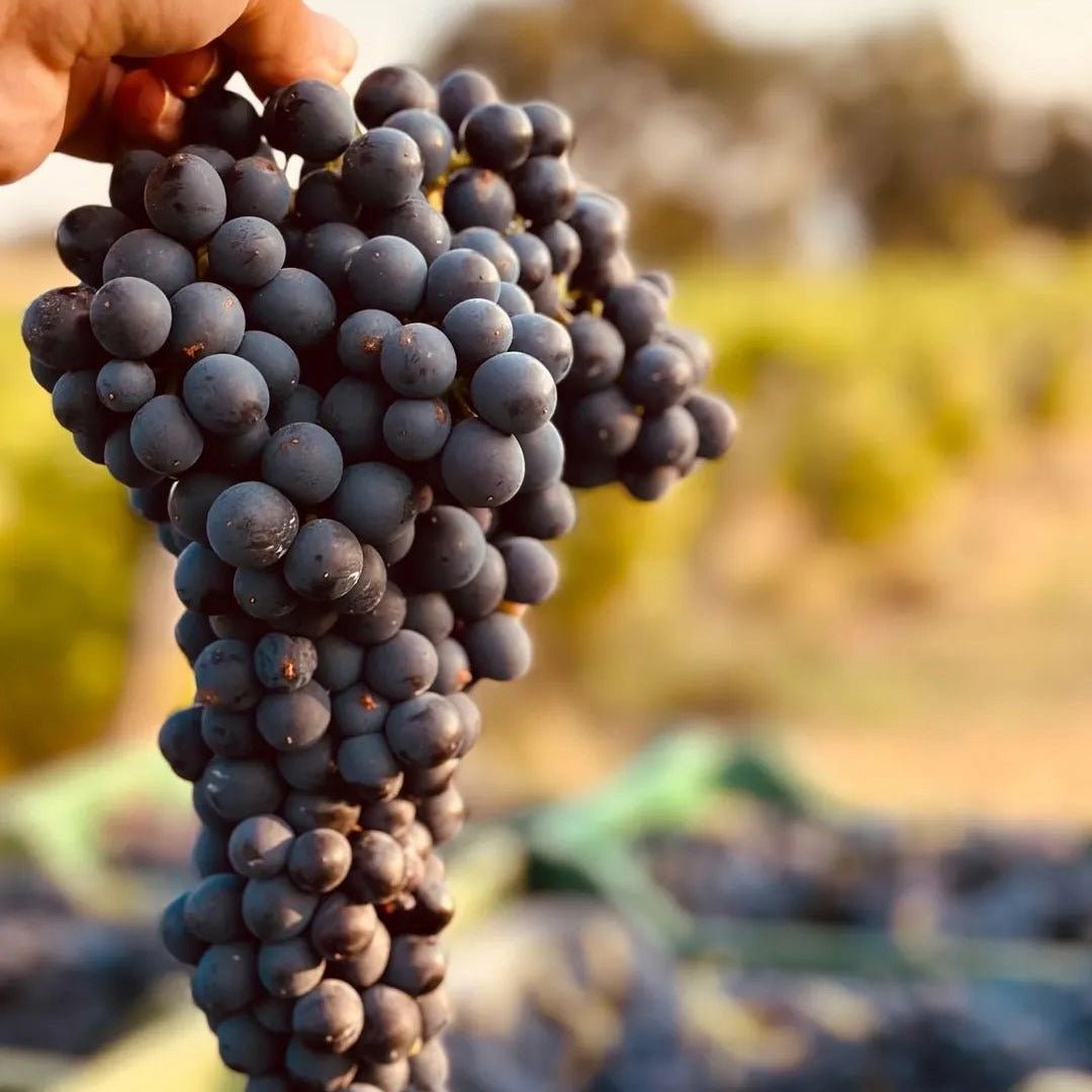 Dal Cero Amarone Della Valpolicella - Latitude Wine & Liquor Merchant