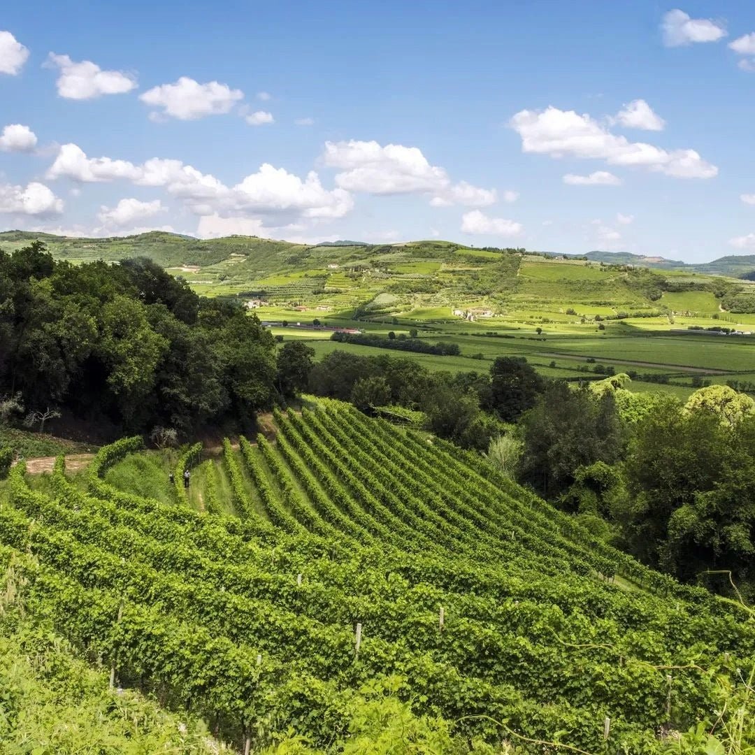 Dal Cero Amarone Della Valpolicella - Latitude Wine & Liquor Merchant