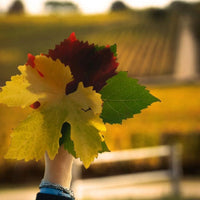 Dal Cero Amarone Della Valpolicella - Latitude Wine & Liquor Merchant