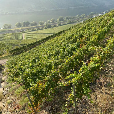 Daniel Fries Pinot Noir Terrassen Qualitatswein - Latitude Wine & Liquor Merchant